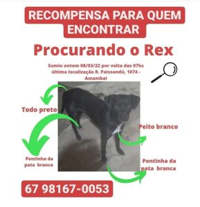 Cão desaparecido