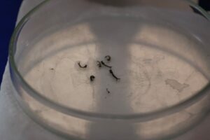 Dengue