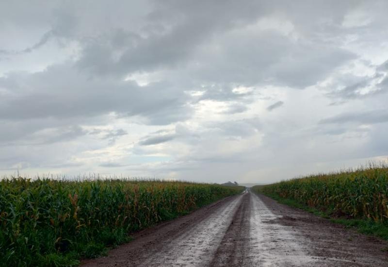 Chuvas atrasam colheita do milho em MS; apenas 0,2% da área foi colhida