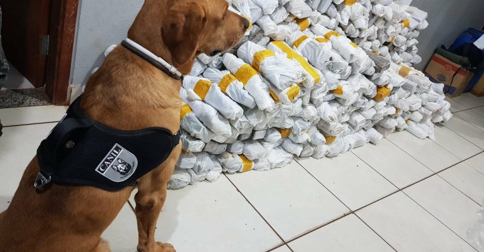 Cão farejador