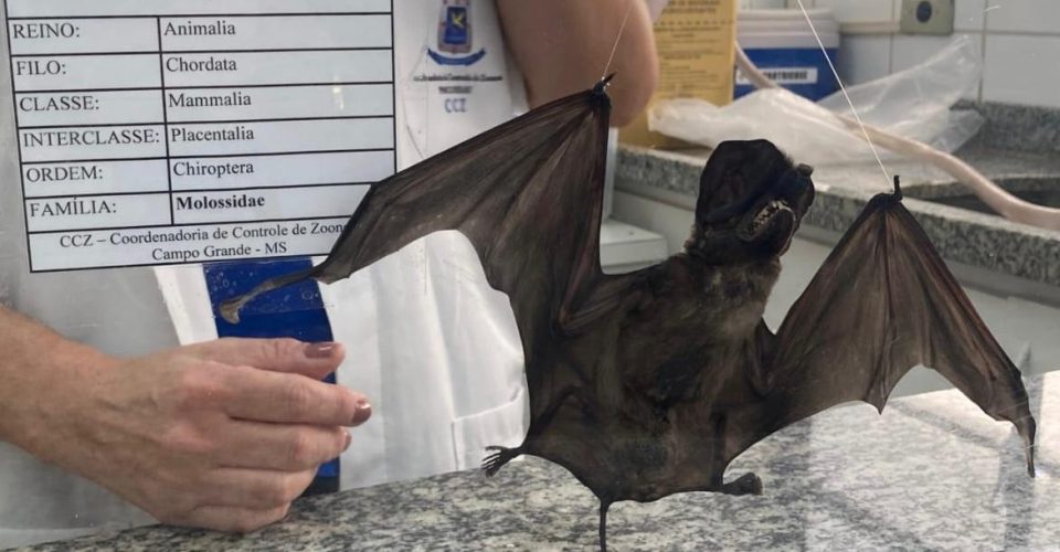 Foto: Divulgação