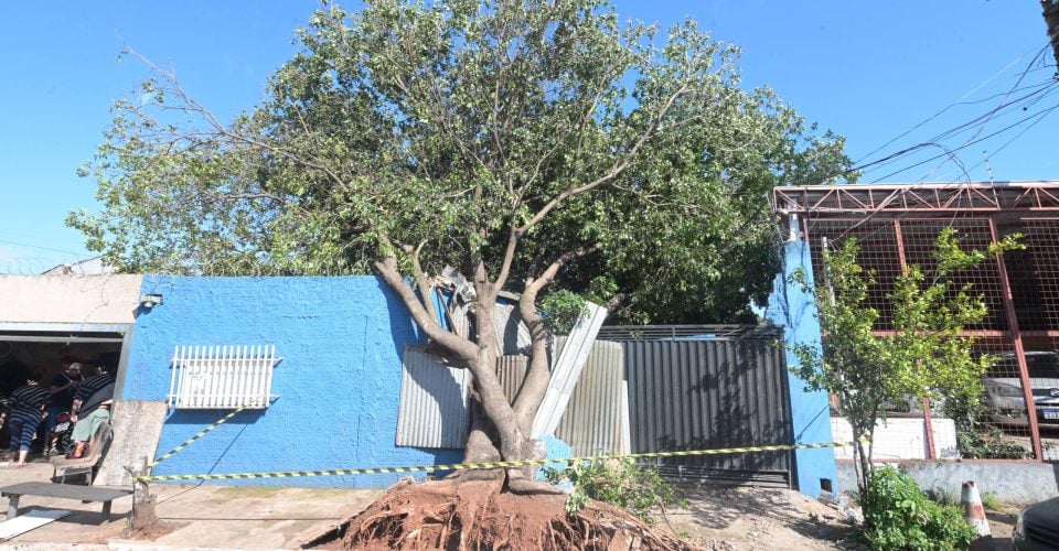 Árvora atingiu o muro, a residência e veículos, na tarde de domingo (19) - Foto: Nilson Figueiredo
