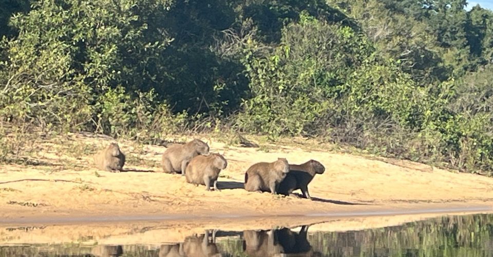 Pesquisa analisa níveis de Silício e impacto dos animais na biodiversidade do bioma - Foto: Arquivo Pessoal