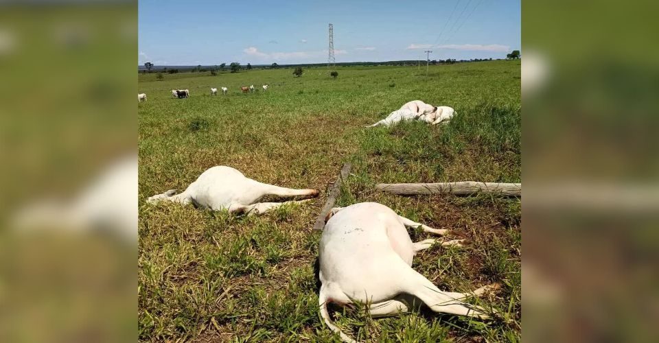 Foto: reprodução/Perfil News