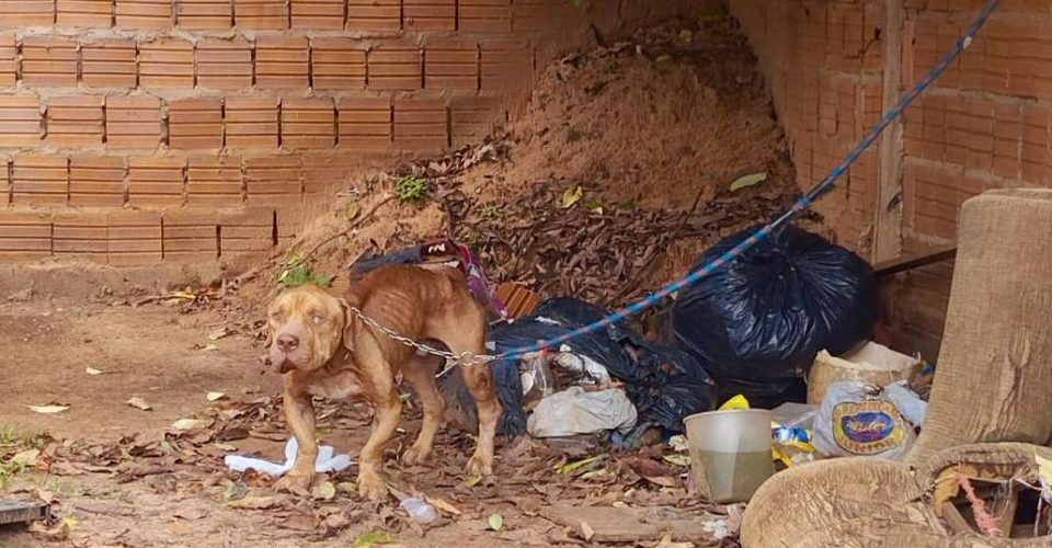 Foto: Divulgação