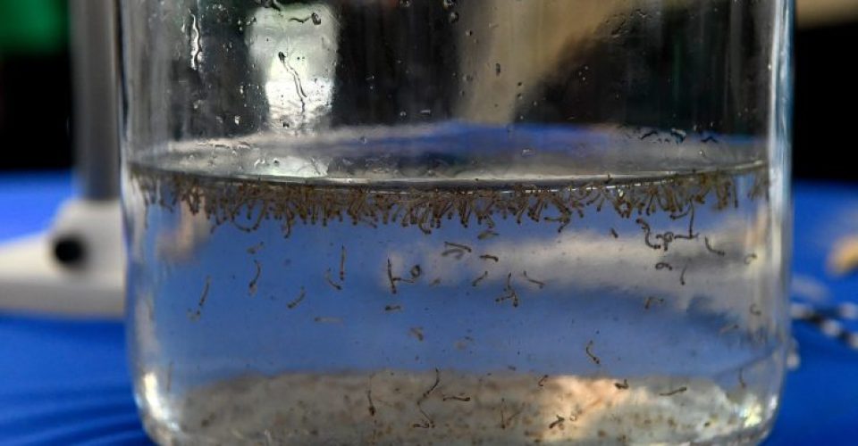 dengue