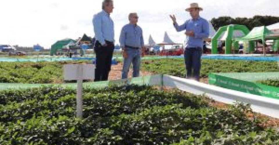 Estado desponta para o cultivo de leguminosas secas voltadas ao mercado interno e à exportação - Foto: reprodução