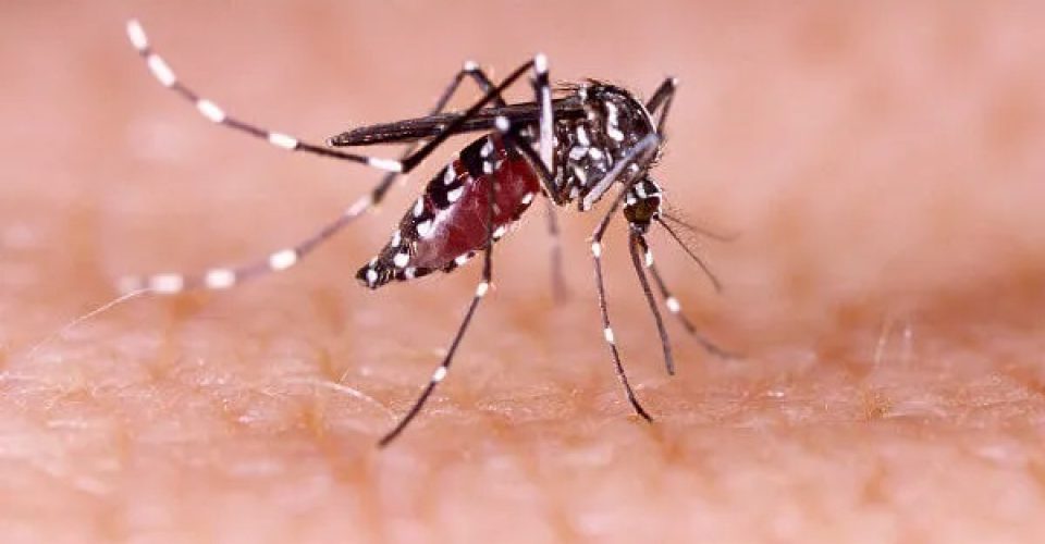 dengue
