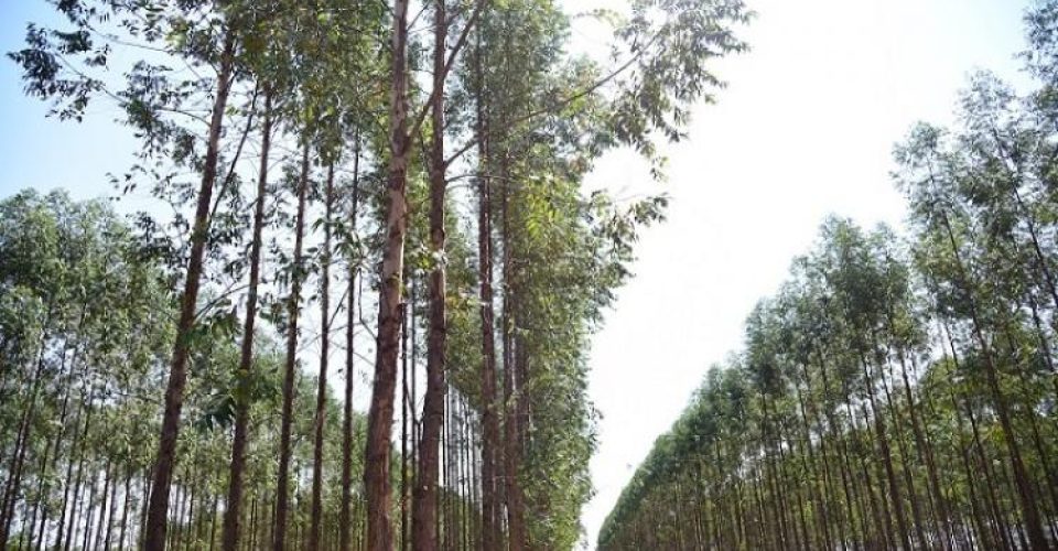 Foto: Divulgação/Famasul
