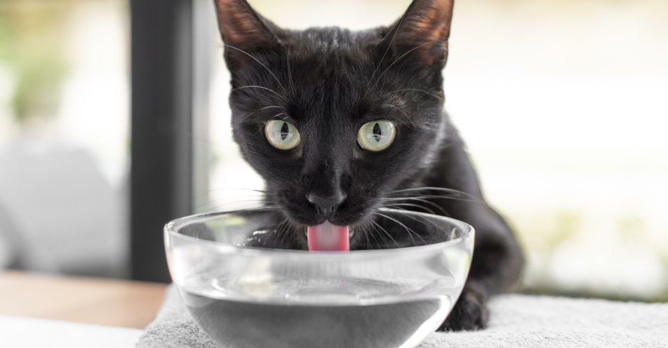 gatos_gato tomando água_calor