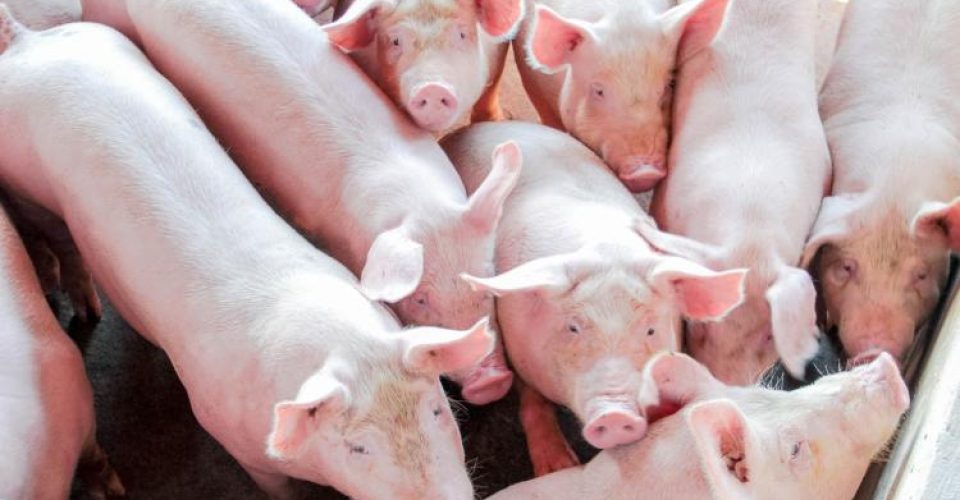 Cresce o abate de suinos em Mato Grosso do Sul- Foto: Divulgação